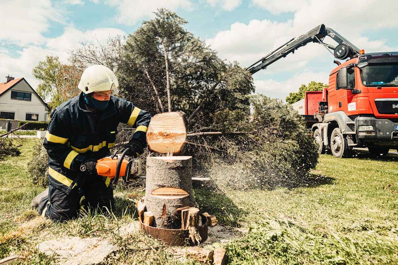 Best Stump Grinding Near Me  in Fabrica, TX